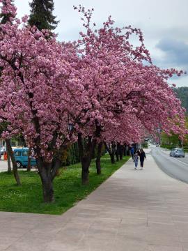 Cvetoče japonske češnje (FOTO: Damir K.)