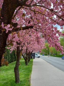 Cvetoče japonske češnje (FOTO: Damir K.)